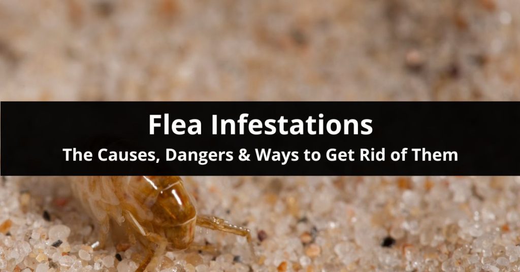 flea infestations